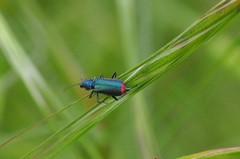 Malachius lusitanicus