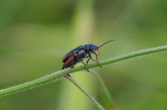 Malachius lusitanicus