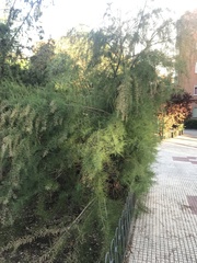 Tamarix gallica