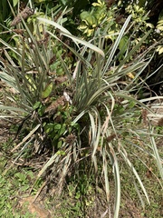 Ophiopogon jaburan