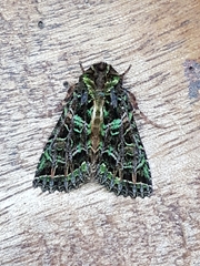 Heterochroma beryllus