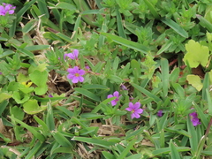 Lythrum tribracteatum