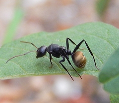Camponotus sericeus