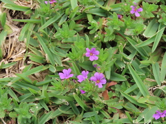 Lythrum tribracteatum