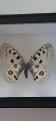 Parnassius
