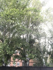 Populus alba