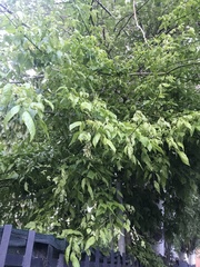 Acer negundo