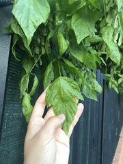 Acer negundo
