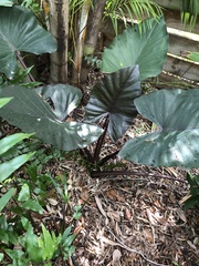 Alocasia fornicata