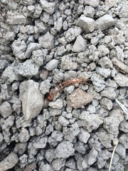 Gosibius intermedius