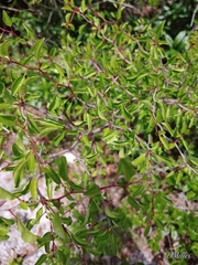 Prunus geniculata image