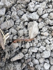 Gosibius intermedius