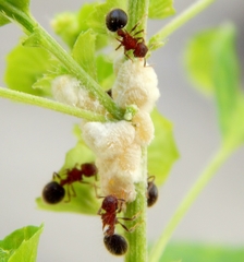 Meranoplus bicolor