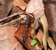 Harpegnathos saltator