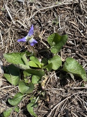 Viola septentrionalis