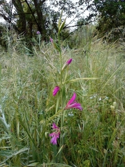 Gladiolus italicus