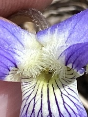 Viola septentrionalis