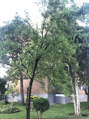 Prunus amygdalus