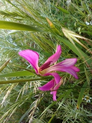 Gladiolus italicus