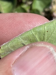 Viola septentrionalis