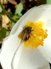 Chasmatopterus