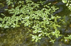 Nymphoides aquatica