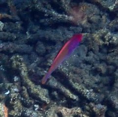 Cirrhilabrus chaliasi