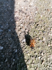 Andrena nigroaenea