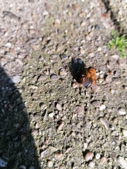 Andrena nigroaenea