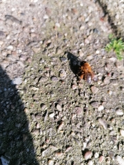 Andrena nigroaenea