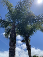 Arecaceae