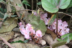 Begonia handelii, photograph (c) Rhonda Ridley, some rights reserved (CC BY-SA)