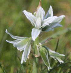 Ornithogalum boucheanum