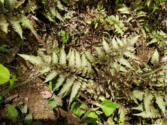 Athyrium niponicum