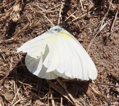 Appias epaphia contracta