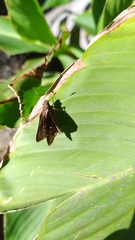 Hesperiinae