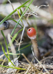 Microstoma protractum