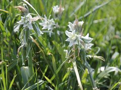Ornithogalum boucheanum
