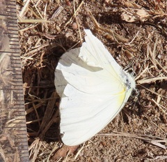 Appias epaphia contracta