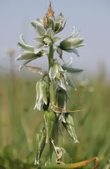 Ornithogalum boucheanum
