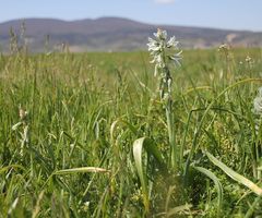 Ornithogalum boucheanum