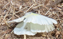 Appias epaphia contracta