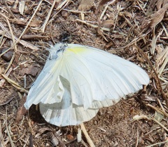 Appias epaphia contracta