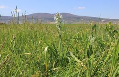 Ornithogalum boucheanum