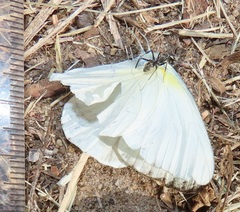 Appias epaphia contracta