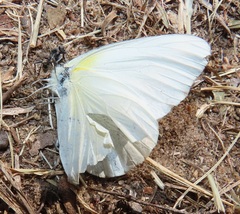 Appias epaphia contracta