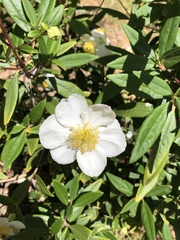 Carpenteria
