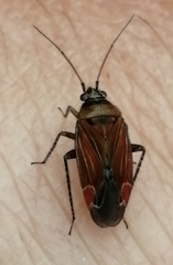 Pachyxyphus lineellus