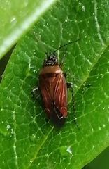 Pachyxyphus lineellus