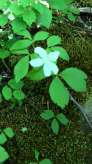 Anemonoides quinquefolia